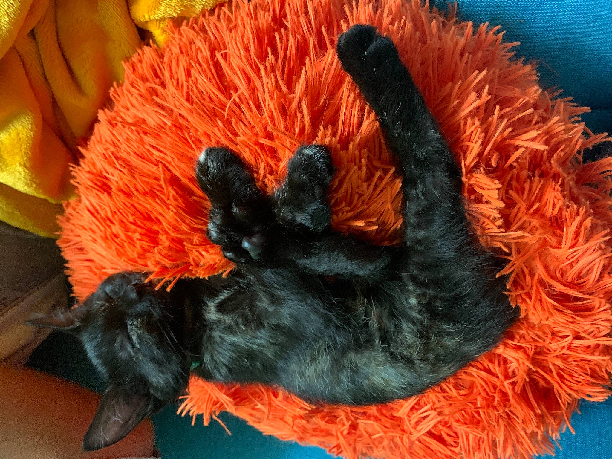 Morticia joined the competition — help win amazing prizes! flightless_bird, fur, orange, tail, wool