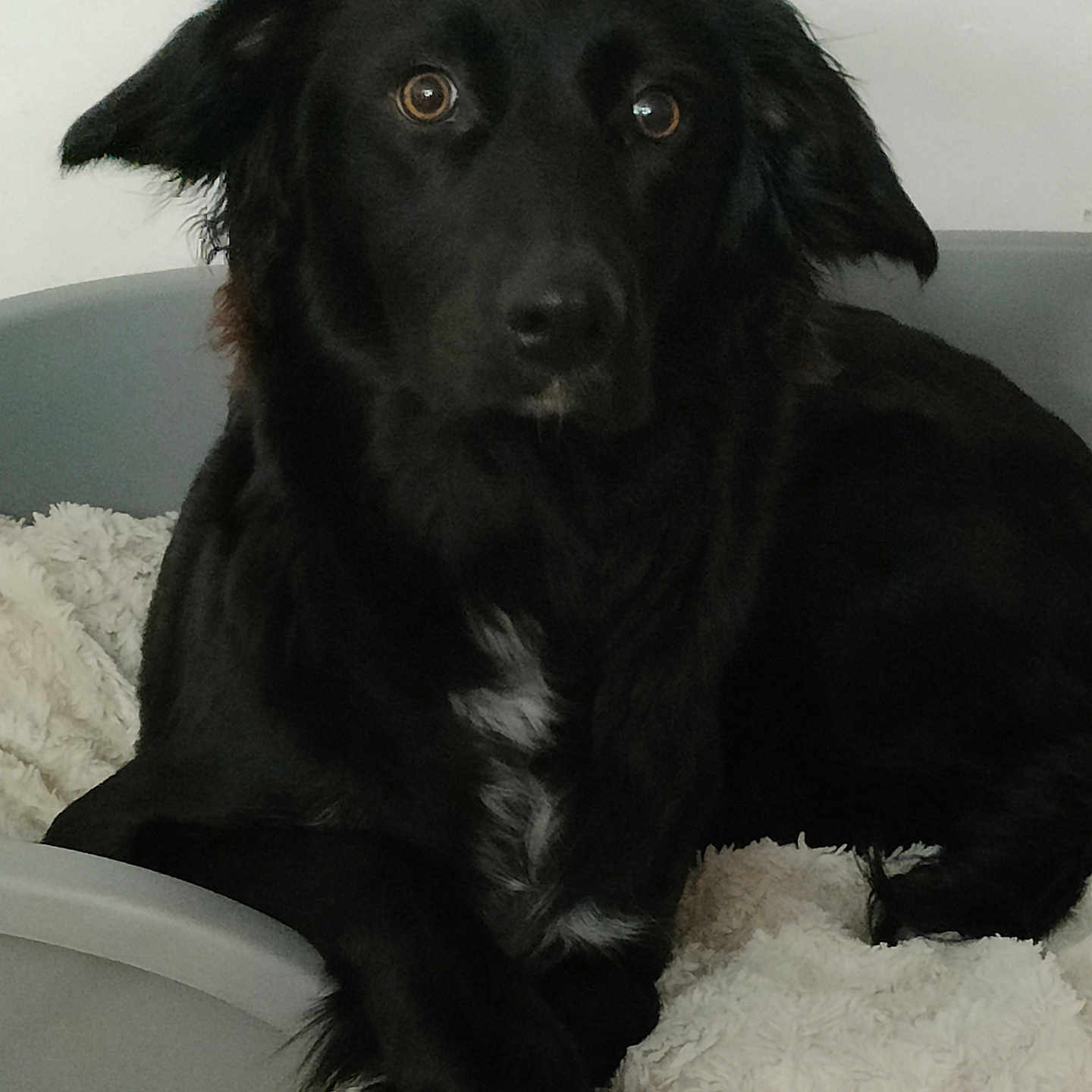 Djenna participe au concours pour gagner de l'argent avec cette photo : animal, bed, black_dog, blanket, canine, companion, cozy, cute, dog, domestic, ears, fur, fur_texture, indoor, laying_down, looking, paw, pet, portrait, relaxed