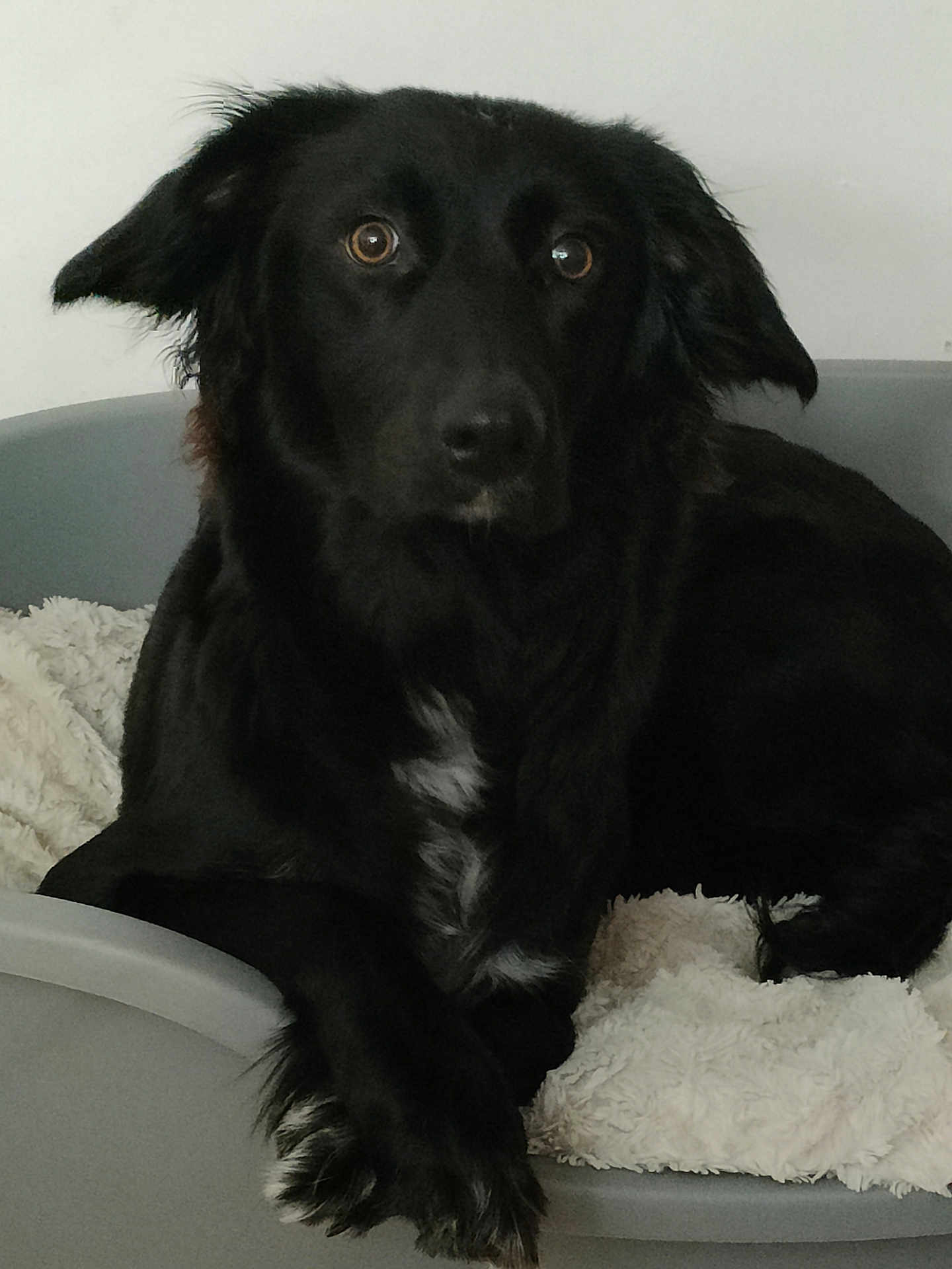Djenna participe au concours pour gagner de l'argent avec cette photo : dog, black_dog, pet, animal, fur, bed, blanket, indoor, cozy, relaxed, canine, laying_down, ears, paw, fur_texture, looking, cute, companion, domestic, portrait