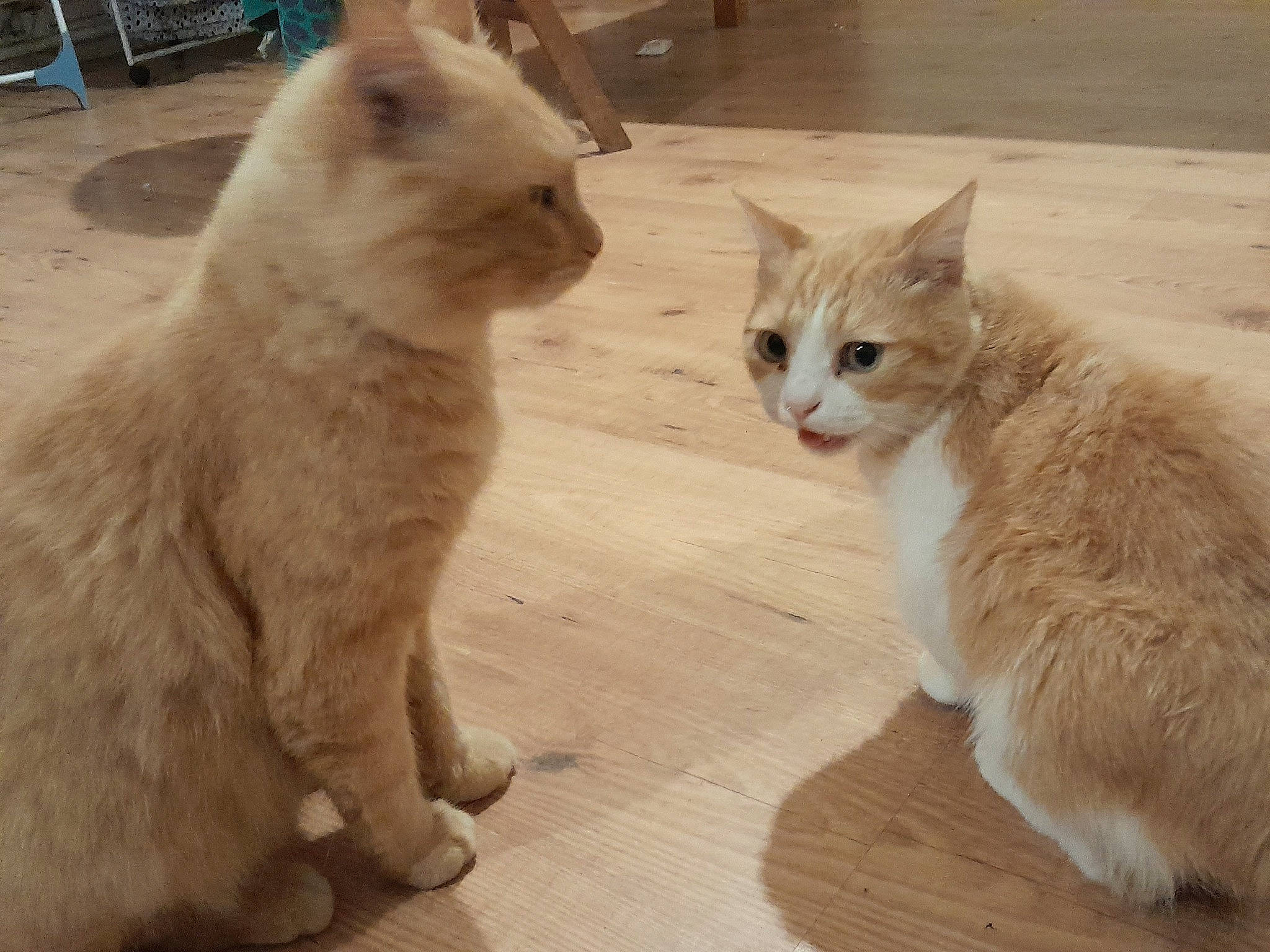 Rocky participe au concours pour gagner de l'argent avec cette photo : carnivore, cat, chair, claw, comfort, domestic_short_haired_cat, fawn, felidae, flooring, fur, gesture, hardwood, paw, pet_supply, small_to_medium_sized_cats, snout, tail, terrestrial_animal, whiskers, wood