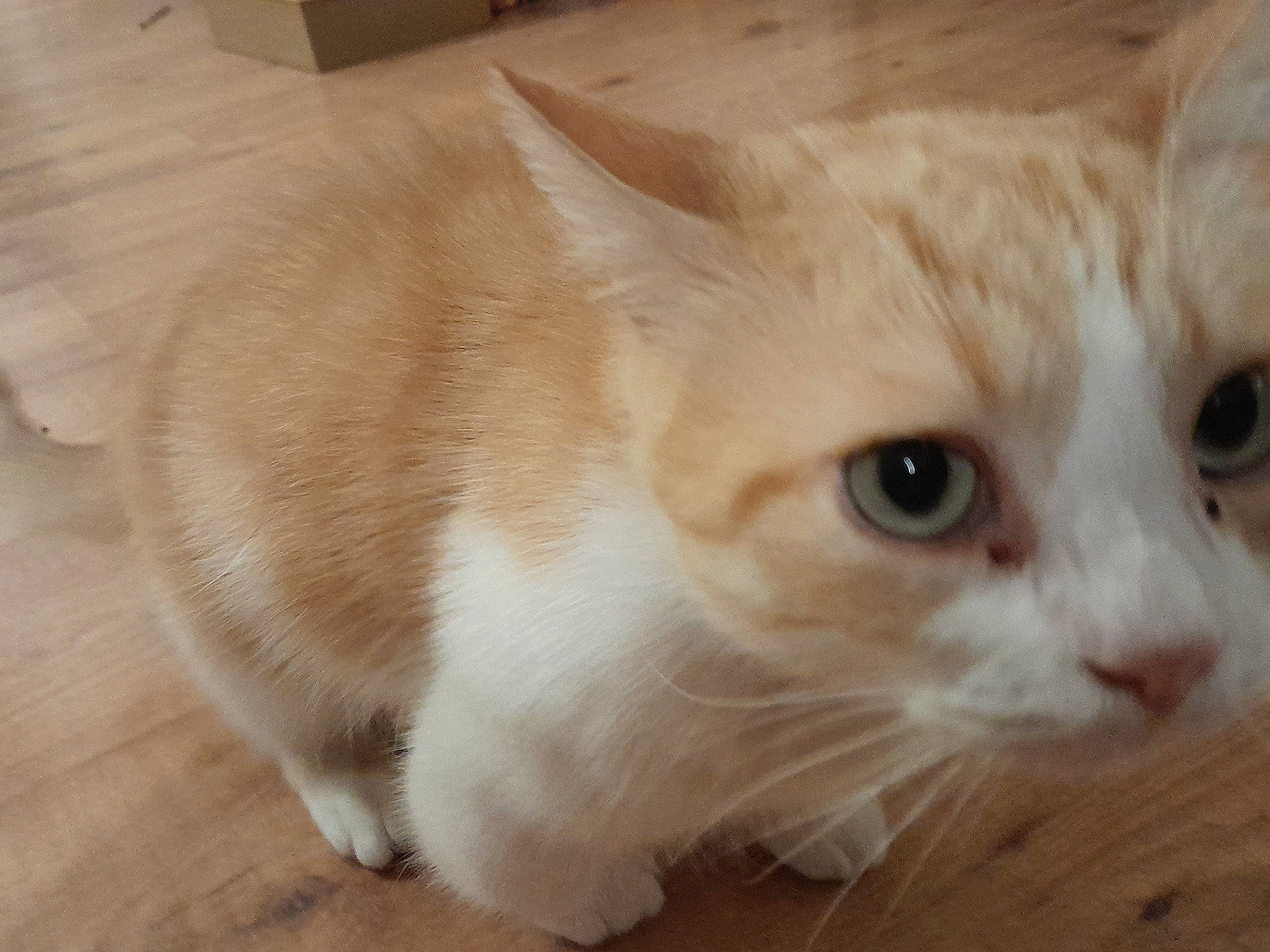 Rocky a rejoint le concours — aidez-le/la à gagner de superbes lots ! carnivore, cat, domestic_short_haired_cat, fawn, felidae, flooring, fur, hardwood, paw, small_to_medium_sized_cats, tail, whiskers, wood