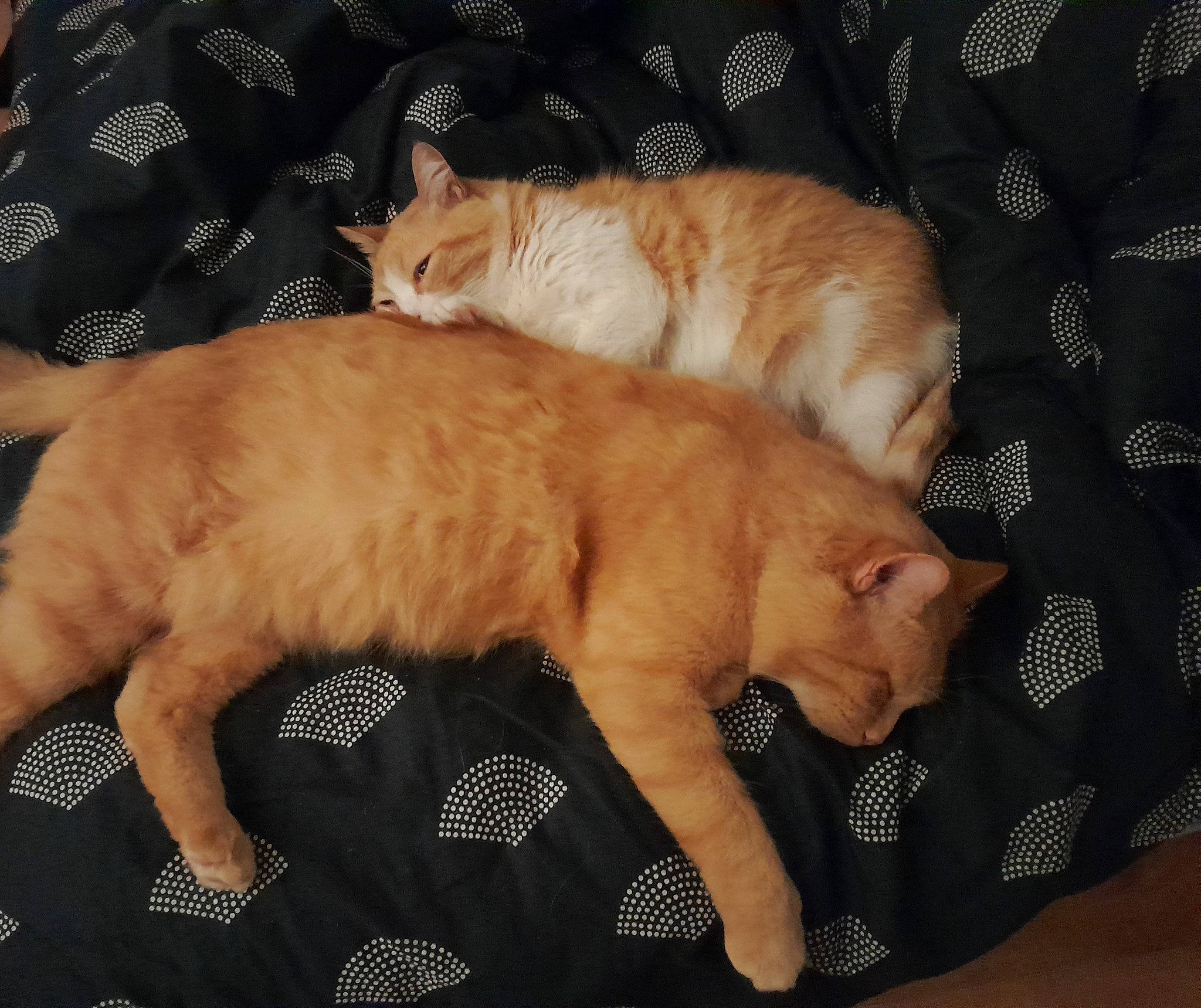 Rocky participe au concours pour gagner de l'argent avec cette photo : bed, canidae, carnivore, cat, claw, comfort, companion_dog, domestic_short_haired_cat, fawn, felidae, fur, nap, paw, room, sleep, small_to_medium_sized_cats, snout, tail, whiskers, wood