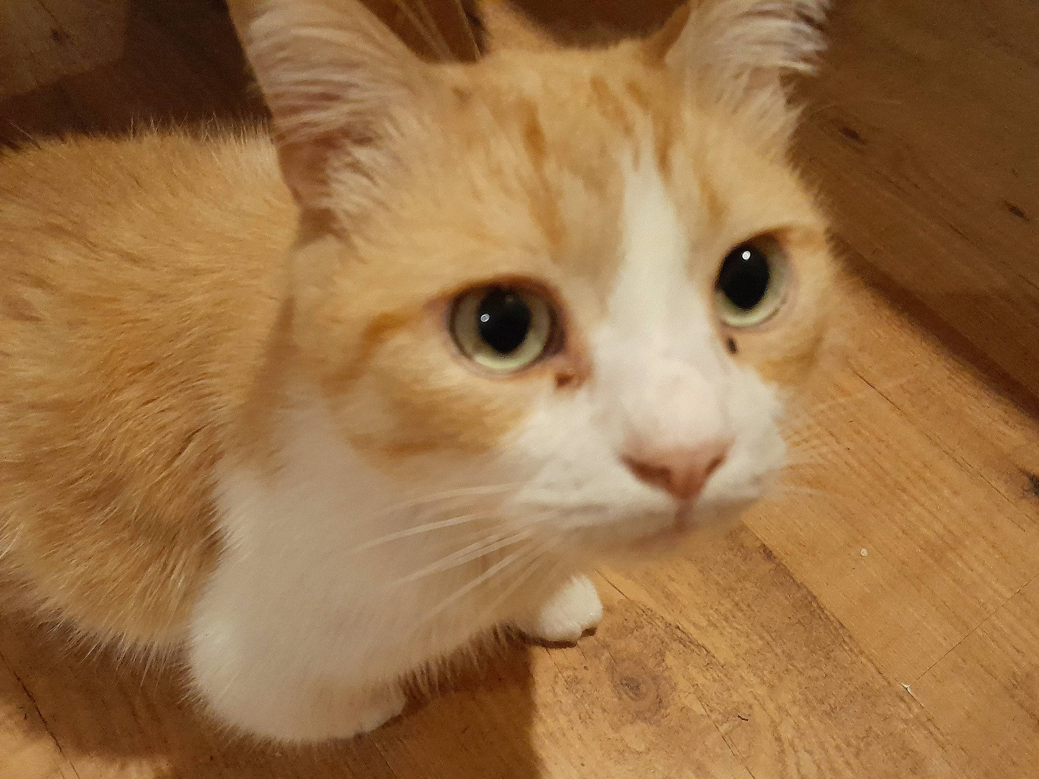 Rocky participe au concours pour gagner de l'argent avec cette photo : carnivore, cat, domestic_short_haired_cat, fawn, felidae, flooring, fur, hardwood, paw, plank, plywood, small_to_medium_sized_cats, snout, tail, varnish, whiskers, window, wood, wood_flooring, wood_stain