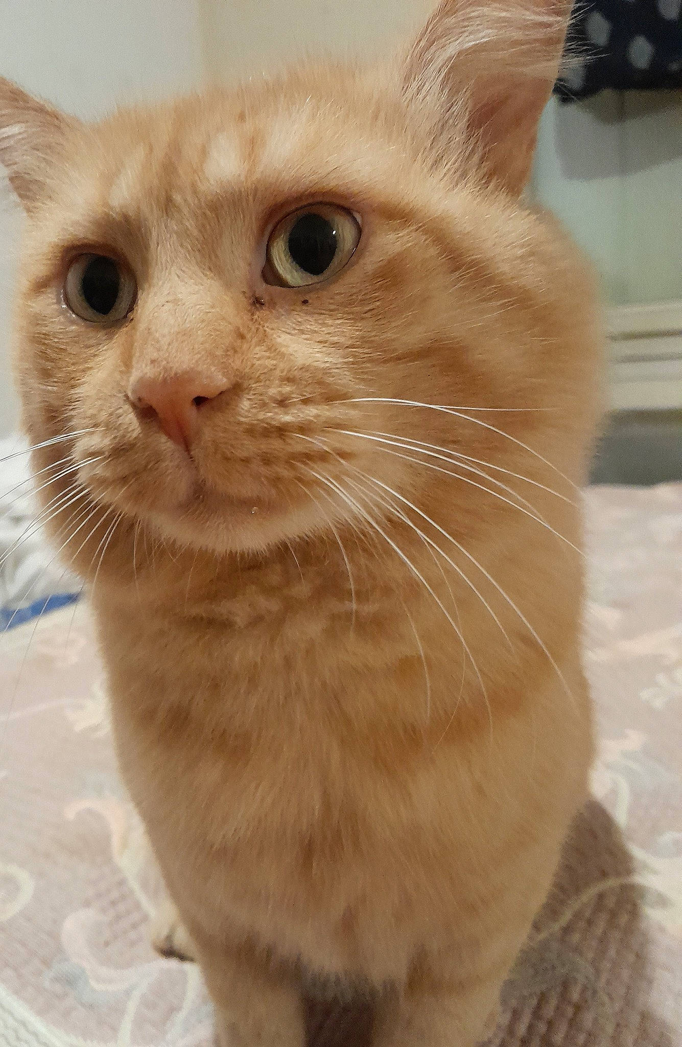 Boule participe au concours pour gagner de l'argent avec cette photo : carnivore, cat, domestic_short_haired_cat, fawn, felidae, fur, iris, paw, pet_supply, small_to_medium_sized_cats, snout, terrestrial_animal, whiskers, window