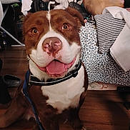 Banksy is registered to the contest to win money with this photo: dog, brown_and_white, portrait, happy, smiling, tongue, open_mouth, pet, collar, leash, sitting, indoors, bedroom, bed, pillows, blanket, laundry, wood_floor, toilet_paper, messy_room