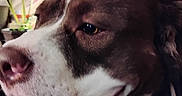 Banksy joined the competition — help win amazing prizes! animal, brown_and_white, close_up, collar, dog, eye, funny, fur, indoors, living_room, muzzle, nose, pet, pink, plant, portrait, relaxed, television, wall_art, white_markings