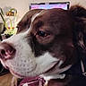 animal, brown_and_white, close_up, collar, dog, eye, funny, fur, indoors, living_room, muzzle, nose, pet, pink, plant, portrait, relaxed, television, wall_art, white_markings