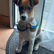 Biscuit a rejoint le concours — aidez-le/la à gagner de superbes lots ! dog, puppy, portrait, sitting, indoors, doorway, window, mat, bib, collar, blue, brown, white, short_hair, floppy_ears, pet, canine, cute, alert, home