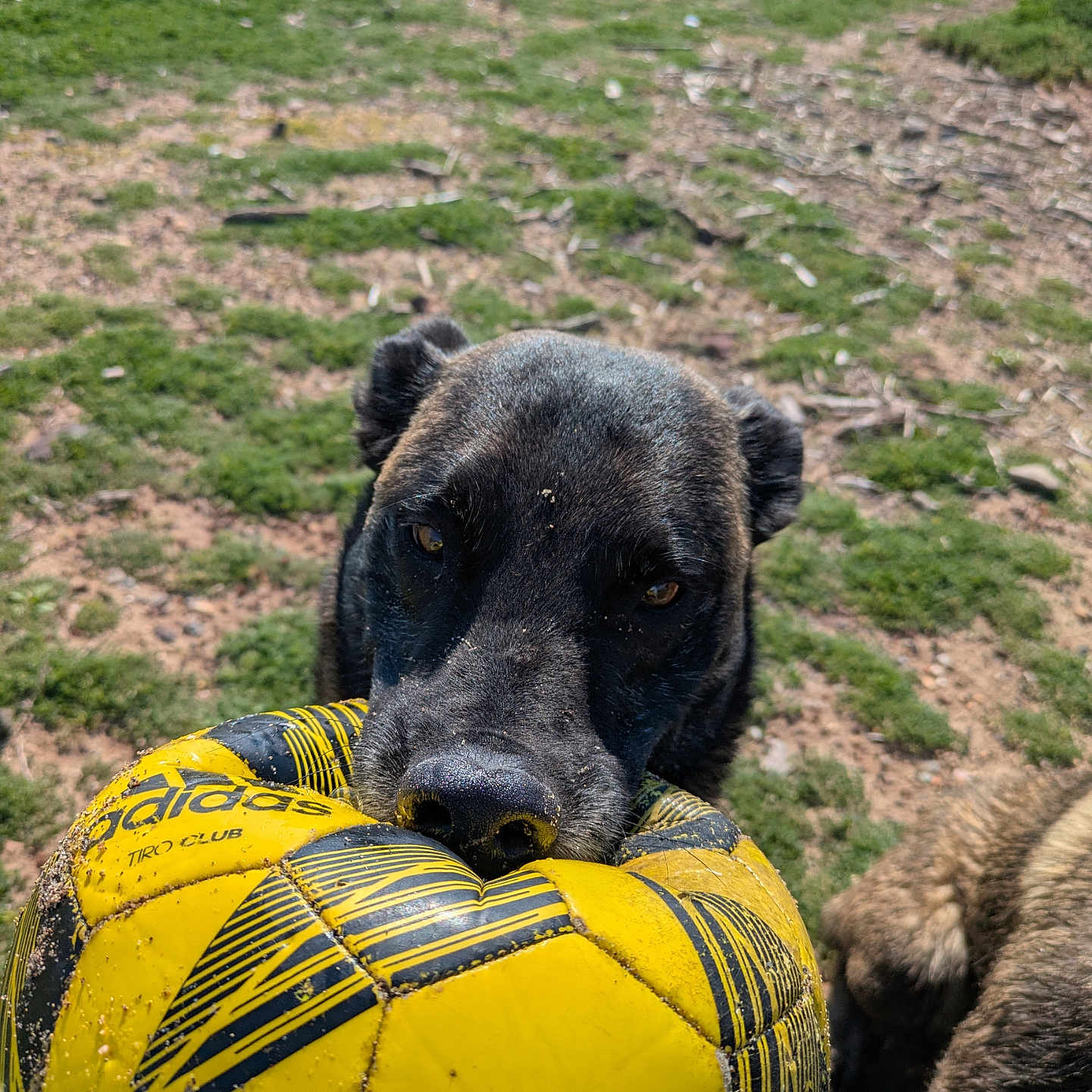 Tiki participe au concours pour gagner de l'argent avec cette photo : animal, ball, canine, countryside, dog, football, grass, hound, labradorretriever, nature, pet, plant, pointer, puppy, soccer, soccerball, sphere, sport, tennis, tennisball