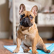 Charlie Brown joined the competition — help win amazing prizes! dog, french_bulldog, pet, tan_coat, wrinkled_muzzle, big_ears, paws, sitting, indoor, wooden_floor, training_pad, closeup, expressive_face, eyes, adorable, companion, home_interior, furniture, blurred_background, mammal