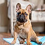 dog, french_bulldog, pet, tan_coat, wrinkled_muzzle, big_ears, paws, sitting, indoor, wooden_floor, training_pad, closeup, expressive_face, eyes, adorable, companion, home_interior, furniture, blurred_background, mammal