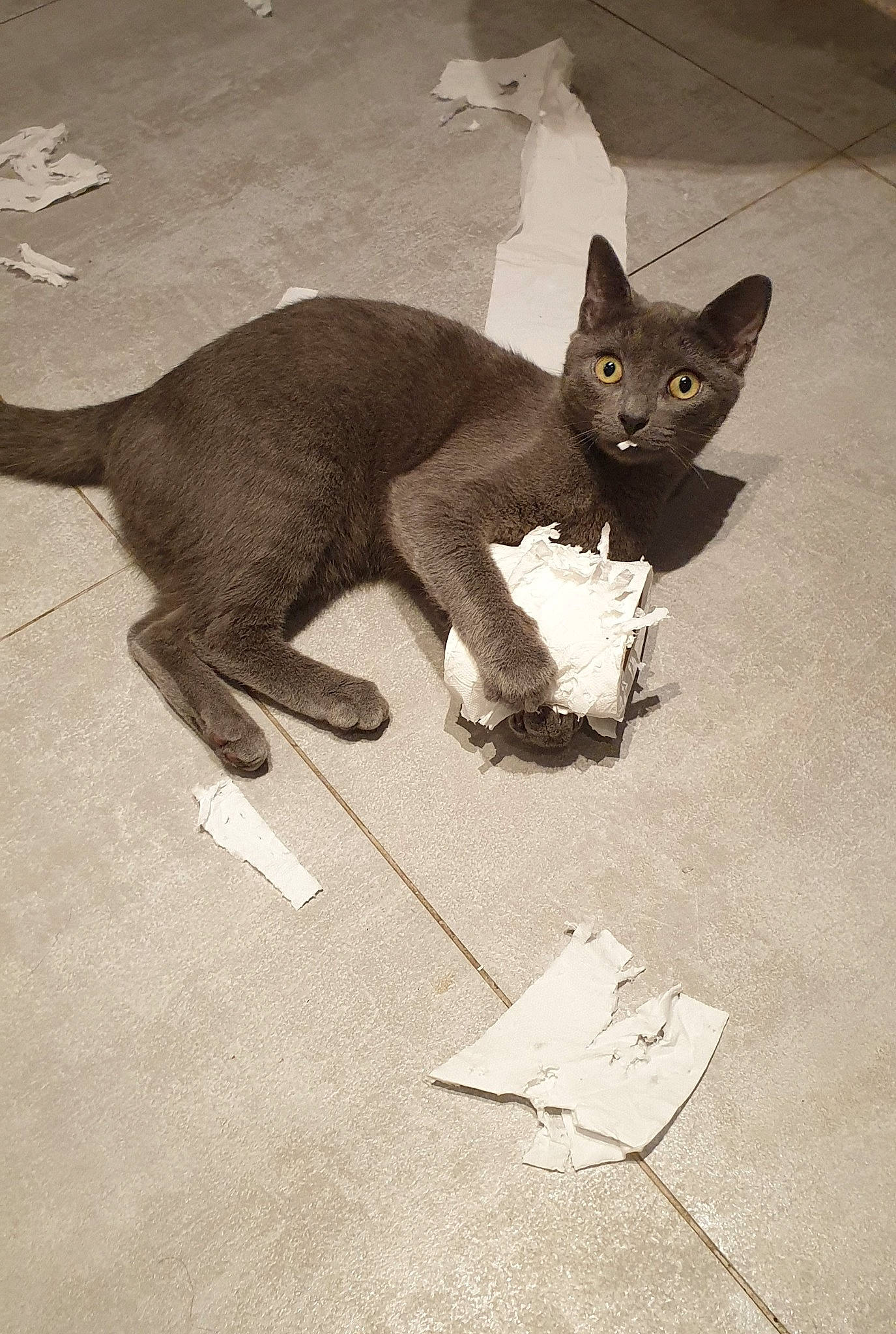Eros participe au concours pour gagner de l'argent avec cette photo : art, carnivore, cat, claw, creative_arts, domestic_short_haired_cat, fawn, felidae, flooring, grey, paper, paper_product, paw, shadow, small_to_medium_sized_cats, tail, terrestrial_animal, visual_arts, whiskers