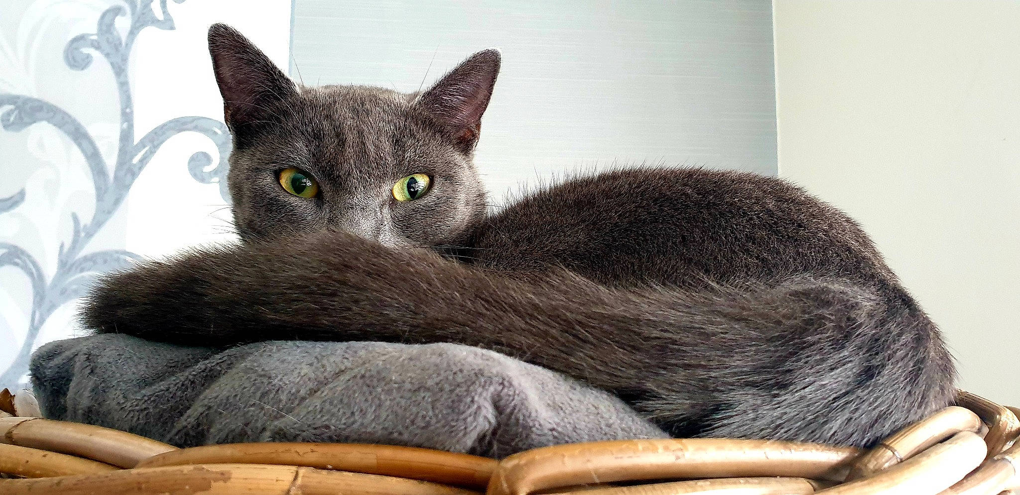 Eros a rejoint le concours — aidez-le/la à gagner de superbes lots ! book, carnivore, cat, cat_furniture, cat_supply, comfort, domestic_short_haired_cat, felidae, fur, grey, pet_supply, russian_blue, small_to_medium_sized_cats, snout, whiskers, window