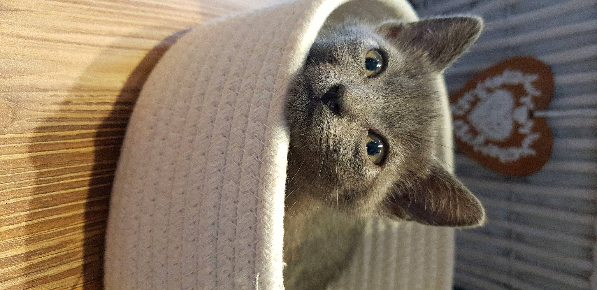 Eros a rejoint le concours — aidez-le/la à gagner de superbes lots ! carnivore, cat, domestic_short_haired_cat, ear, fawn, felidae, fur, grey, russian_blue, small_to_medium_sized_cats, snout, terrestrial_animal, whiskers, wildlife, wood