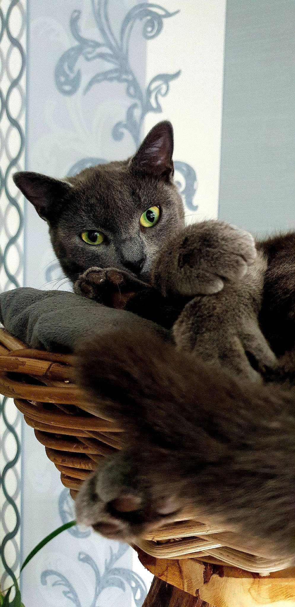 Eros a rejoint le concours — aidez-le/la à gagner de superbes lots ! black_cat, carnivore, cat, cat_supply, cat_toy, claw, domestic_short_haired_cat, fawn, felidae, fur, grey, paw, russian_blue, small_to_medium_sized_cats, snout, tail, terrestrial_animal, whiskers, wildlife