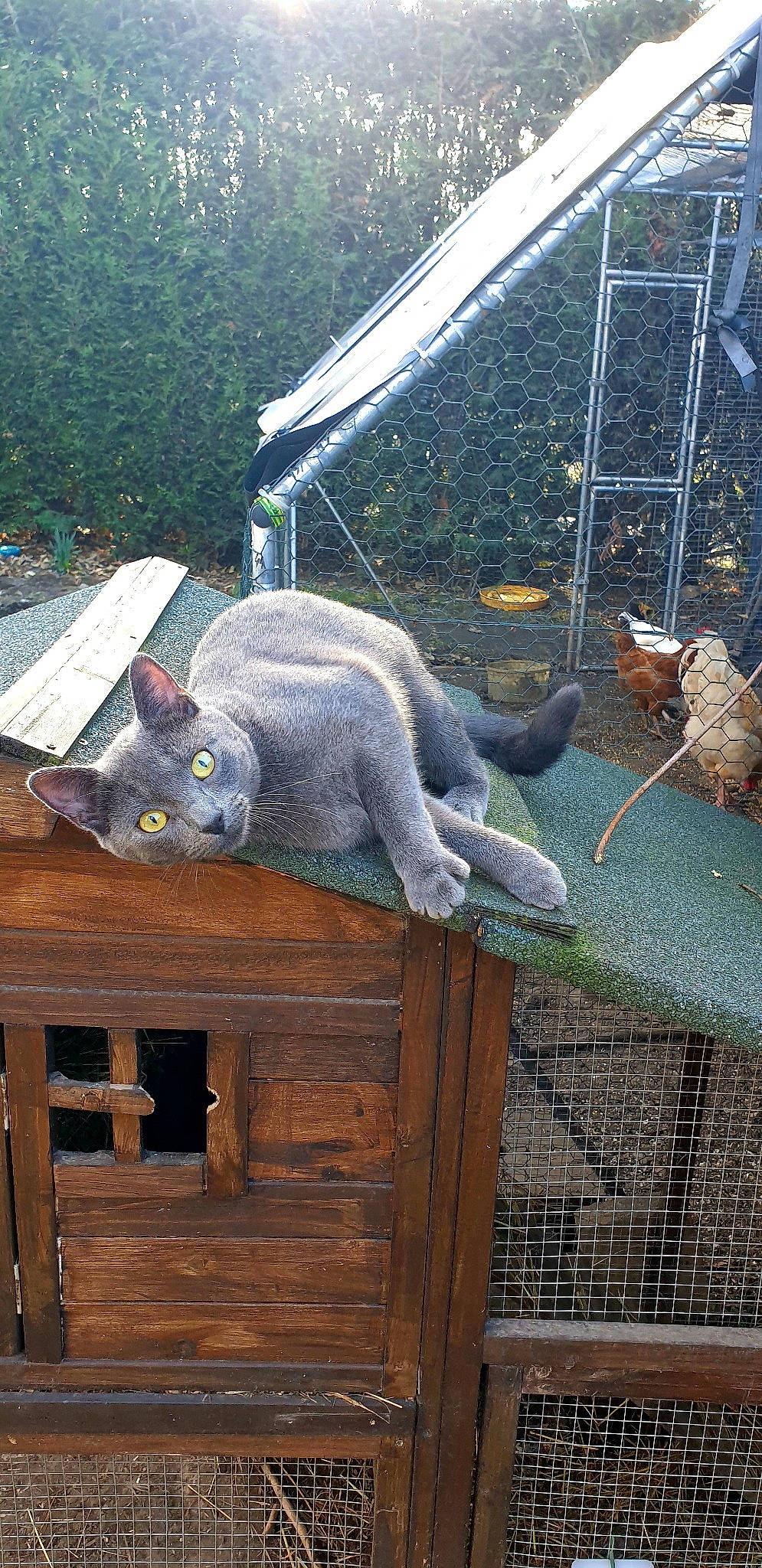 Eros a rejoint le concours — aidez-le/la à gagner de superbes lots ! backyard, cabinetry, cage, cat, fence, glass, grass, hardwood, leisure, mesh, metal, outdoor_furniture, plant, roof, tail, terrestrial_animal, tree, vertebrate, wood, wood_stain