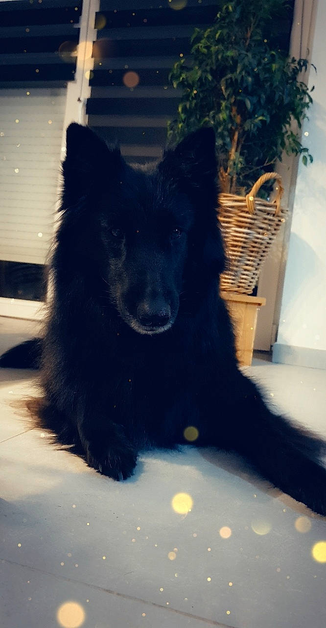 Joyce participe au concours pour gagner de l'argent avec cette photo : canidae, canis, carnivore, companion_dog, dog, dog_breed, electric_blue, flowerpot, fur, herding_dog, houseplant, mammal, plant, snout, spitz, sporting_group, tail, tints_and_shades, vertebrate, working_animal