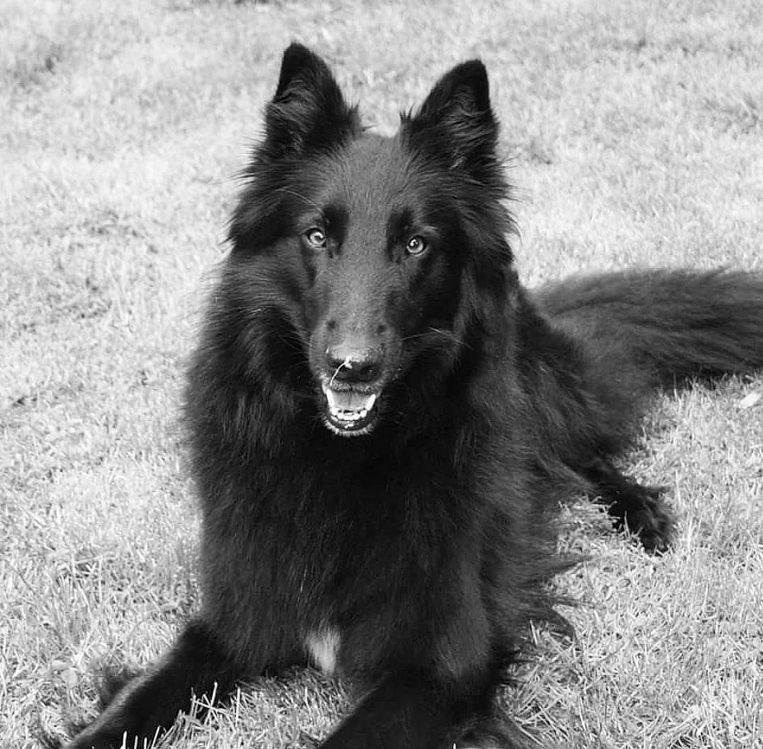Joyce participe au concours pour gagner de l'argent avec cette photo : ancient_dog_breeds, canidae, carnivore, companion_dog, dog, dog_breed, fur, grass, herding_dog, monochrome, monochrome_photography, snout, sporting_group, street_dog, style, terrestrial_animal, whiskers, wildlife, working_animal, working_dog