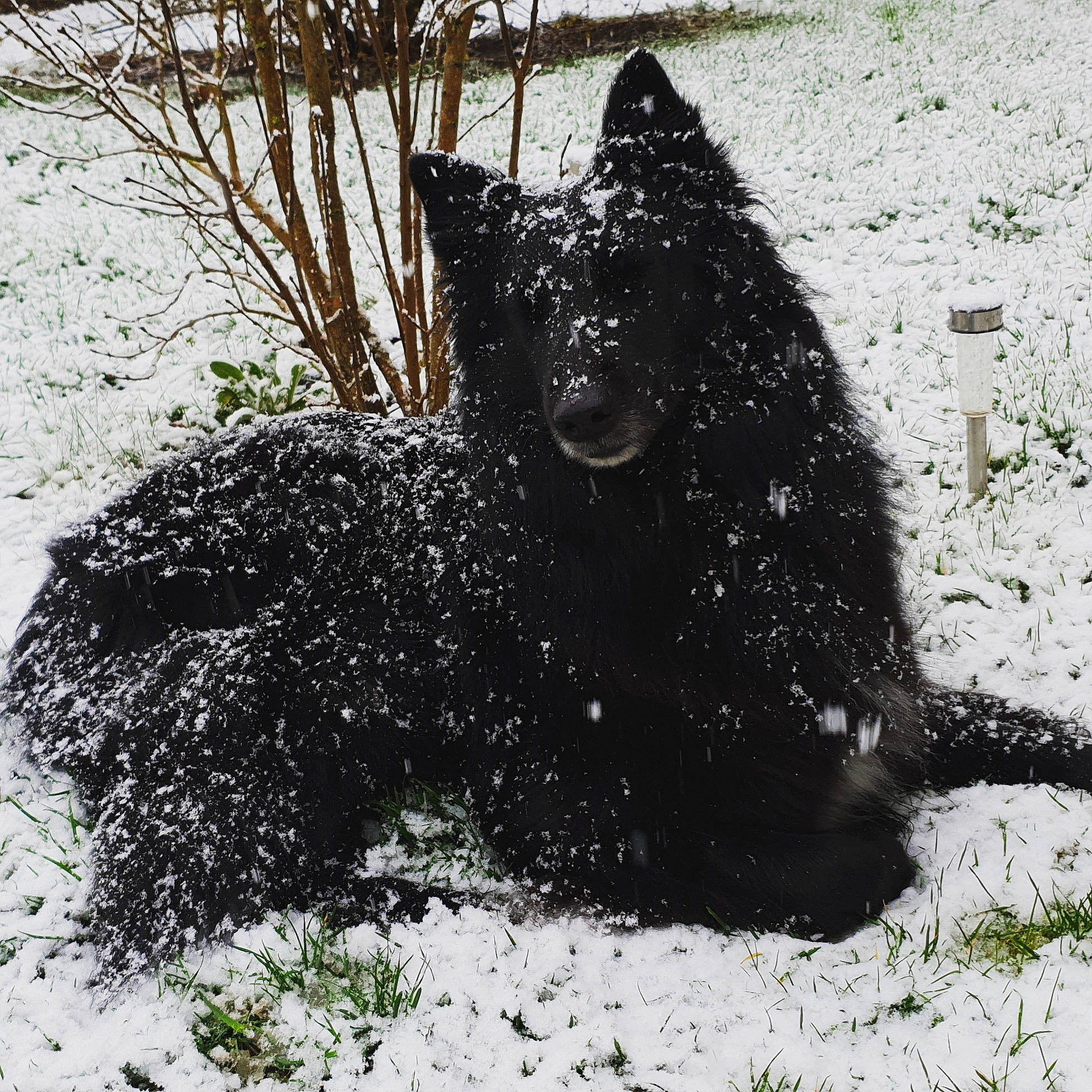 Joyce a rejoint le concours — aidez-le/la à gagner de superbes lots ! canidae, carnivore, dog, dog_breed, felidae, fur, grass, herding_dog, non_sporting_group, small_to_medium_sized_cats, snout, snow, soil, sporting_group, terrestrial_animal, water_dog, winter, working_animal, working_dog