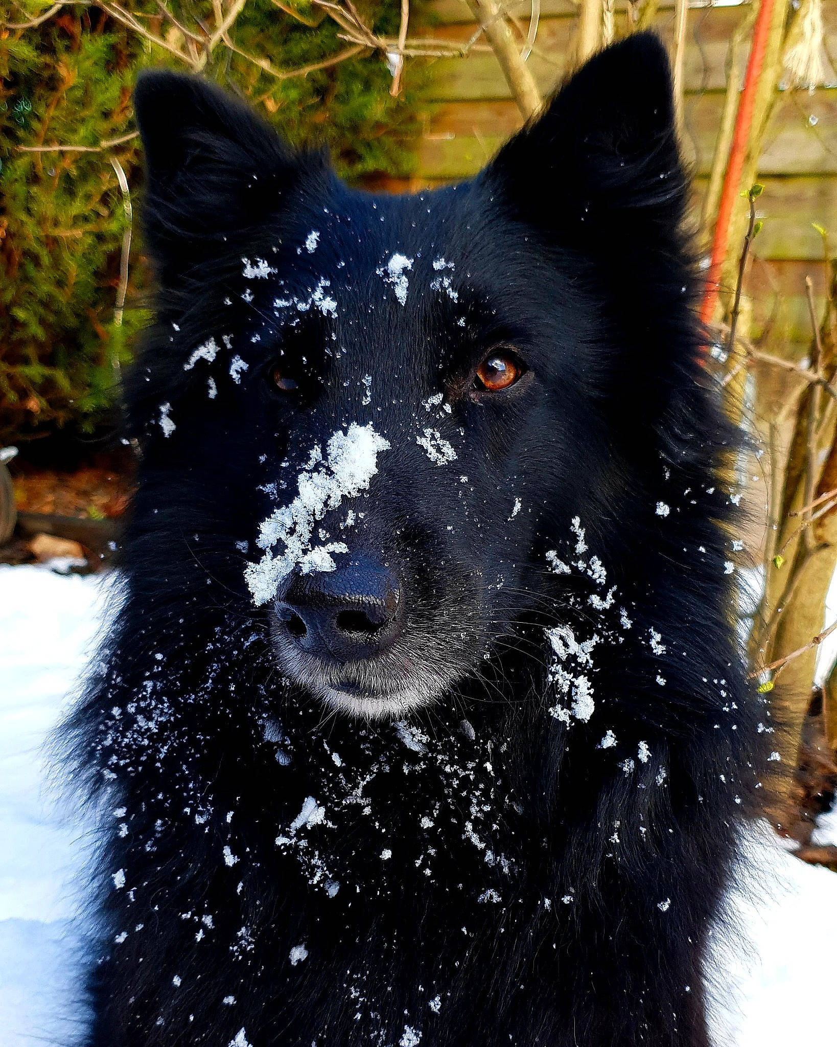 Joyce participe au concours pour gagner de l'argent avec cette photo : art, canidae, carnivore, companion_dog, dog, dog_breed, electric_blue, fur, mammal, non_sporting_group, snout, snow, sporting_group, terrestrial_animal, vertebrate, whiskers, wildlife, winter, working_animal, working_dog