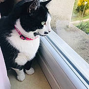 Toto a rejoint le concours — aidez-le/la à gagner de superbes lots ! cat, black_and_white, collar, pink_collar, indoor, window, curious, pet, feline, looking_out, floor, whiskers, ears, paws, side_view, domestic_animal, animal, household, daylight, reflection