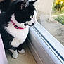 cat, black_and_white, collar, pink_collar, indoor, window, curious, pet, feline, looking_out, floor, whiskers, ears, paws, side_view, domestic_animal, animal, household, daylight, reflection