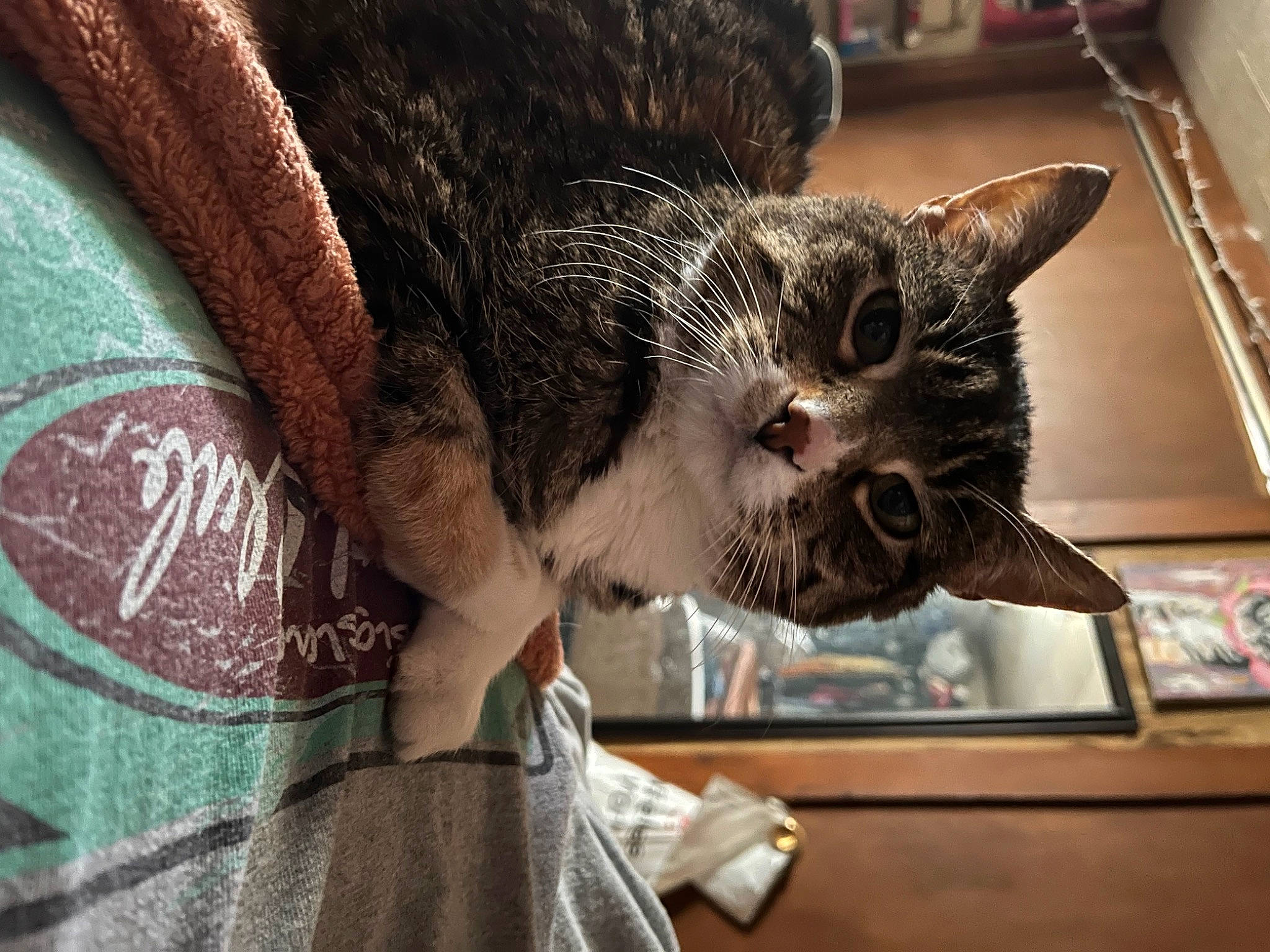 Nini is registered to the contest to win money with this photo: carnivore, cat, claw, domestic_short_haired_cat, ear, felidae, fur, gesture, pattern, small_to_medium_sized_cats, snout, tail, whiskers, wildlife