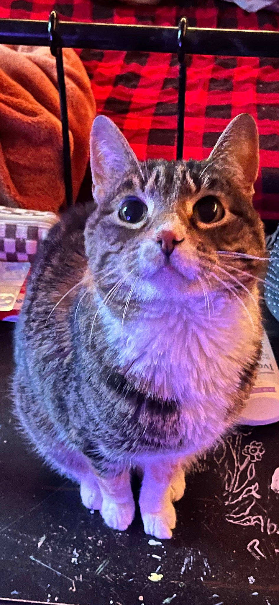 Nini is registered to the contest to win money with this photo: carnivore, cat, domestic_short_haired_cat, event, felidae, fur, holiday, magenta, pattern, paw, purple, small_to_medium_sized_cats, snout, tail, whiskers