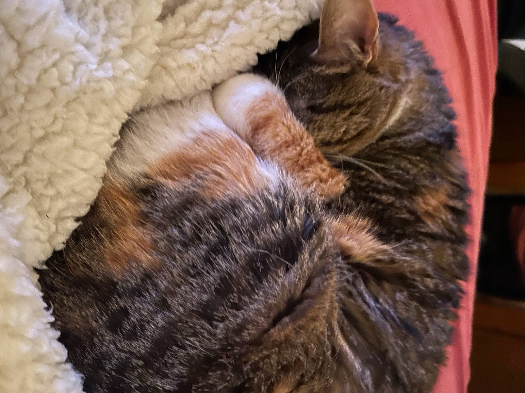 Nini joined the competition — help win amazing prizes! carnivore, cat, claw, close_up, comfort, domestic_short_haired_cat, fawn, felidae, fur, knitting, nap, paw, sleep, small_to_medium_sized_cats, snout, tail, whiskers, wool, woolen