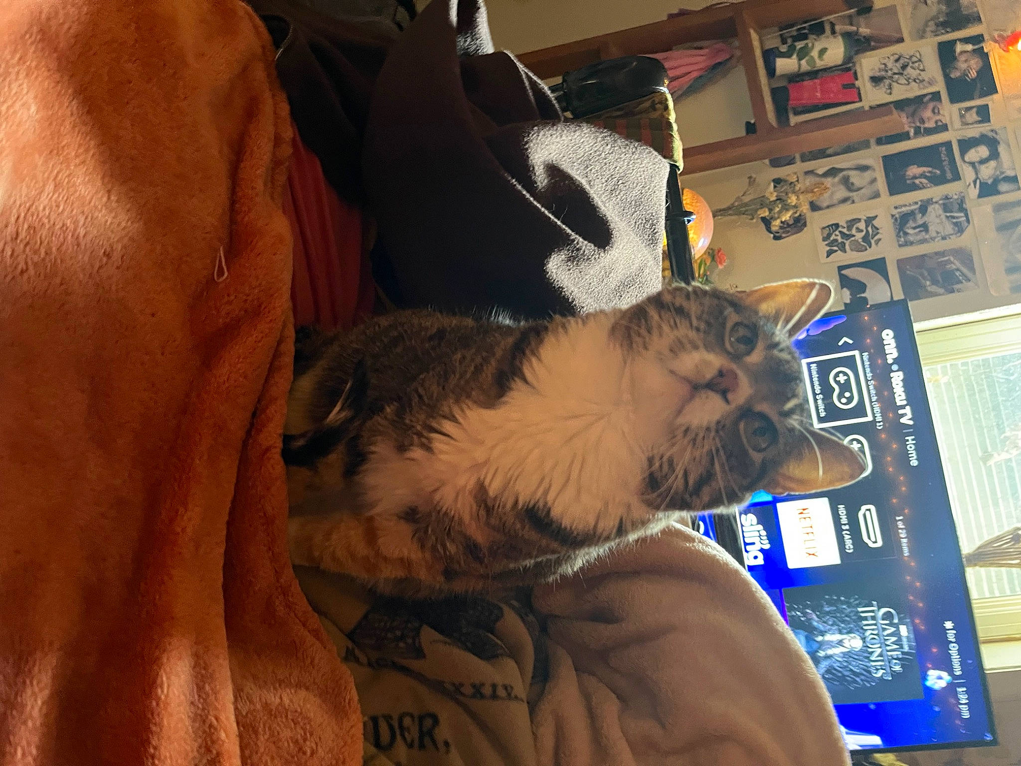 Nini is registered to the contest to win money with this photo: box, carnivore, cat, claw, comfort, companion_dog, dog_breed, domestic_short_haired_cat, felidae, fur, lap, nap, paw, small_to_medium_sized_cats, tail, toy, whiskers