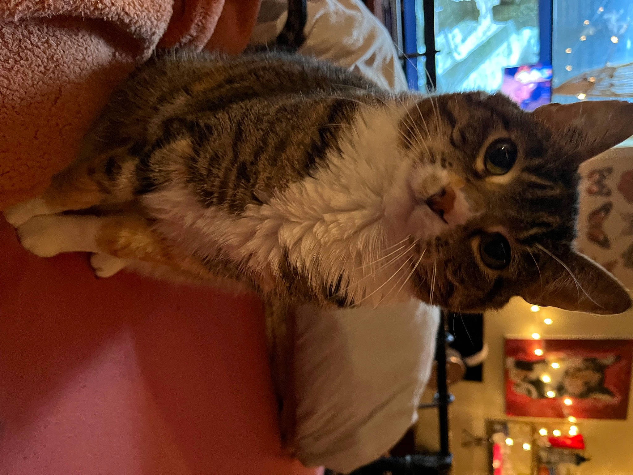 Nini is registered to the contest to win money with this photo: carnivore, cat, claw, domestic_short_haired_cat, ear, fawn, felidae, fur, paw, small_to_medium_sized_cats, snout, tail, whiskers