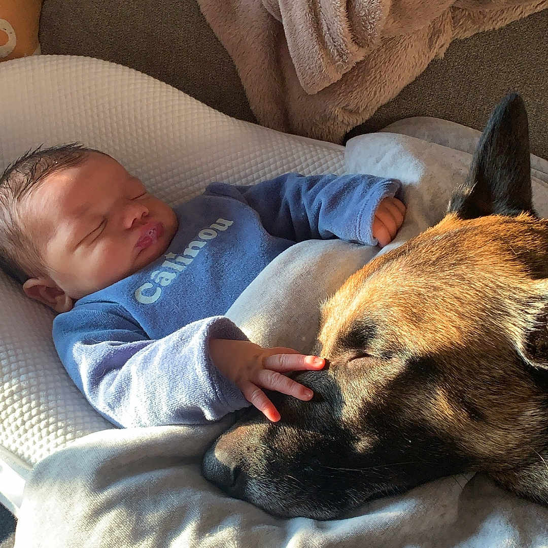 Soën a rejoint le concours — aidez-le/la à gagner de superbes lots ! animal, baby, bed, blanket, canine, couch, cushion, dog, face, furniture, head, homedecor, hound, newborn, person, pet, photography, portrait, puppy, sleeping