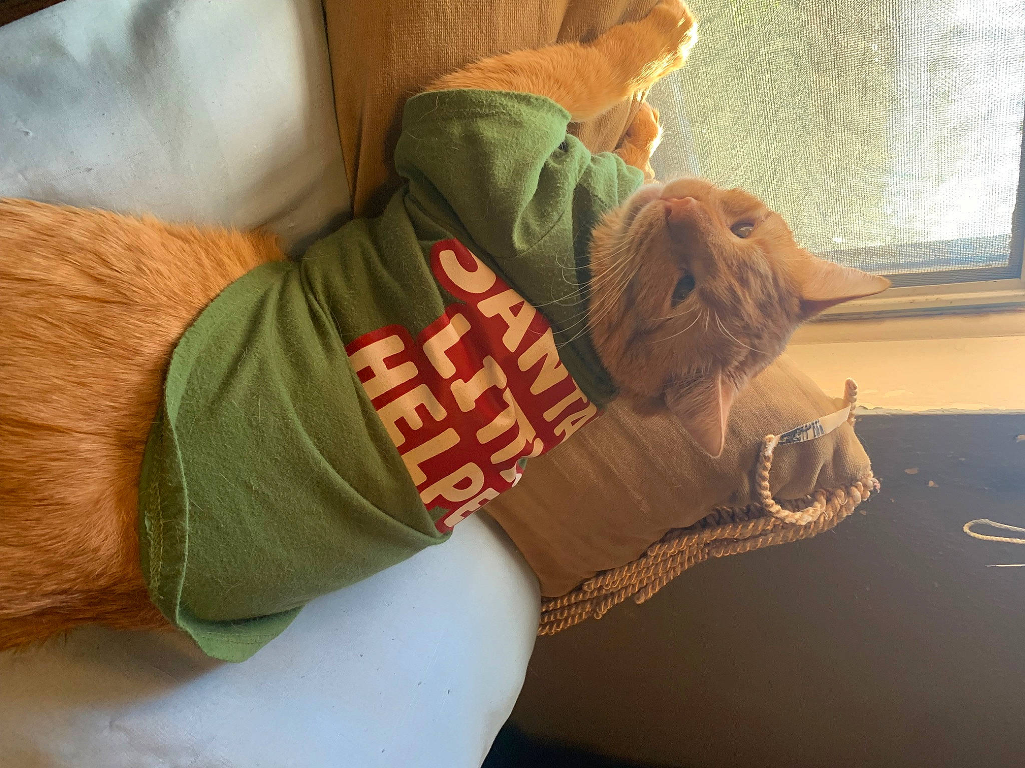 Pumpkin Gonzalez joined the competition — help win amazing prizes! abdomen, comfort, companion_dog, elbow, fawn, felidae, fur, human_body, human_leg, knee, leg, linens, room, sitting, sleeve, thigh, toy, wood, wool, wrist