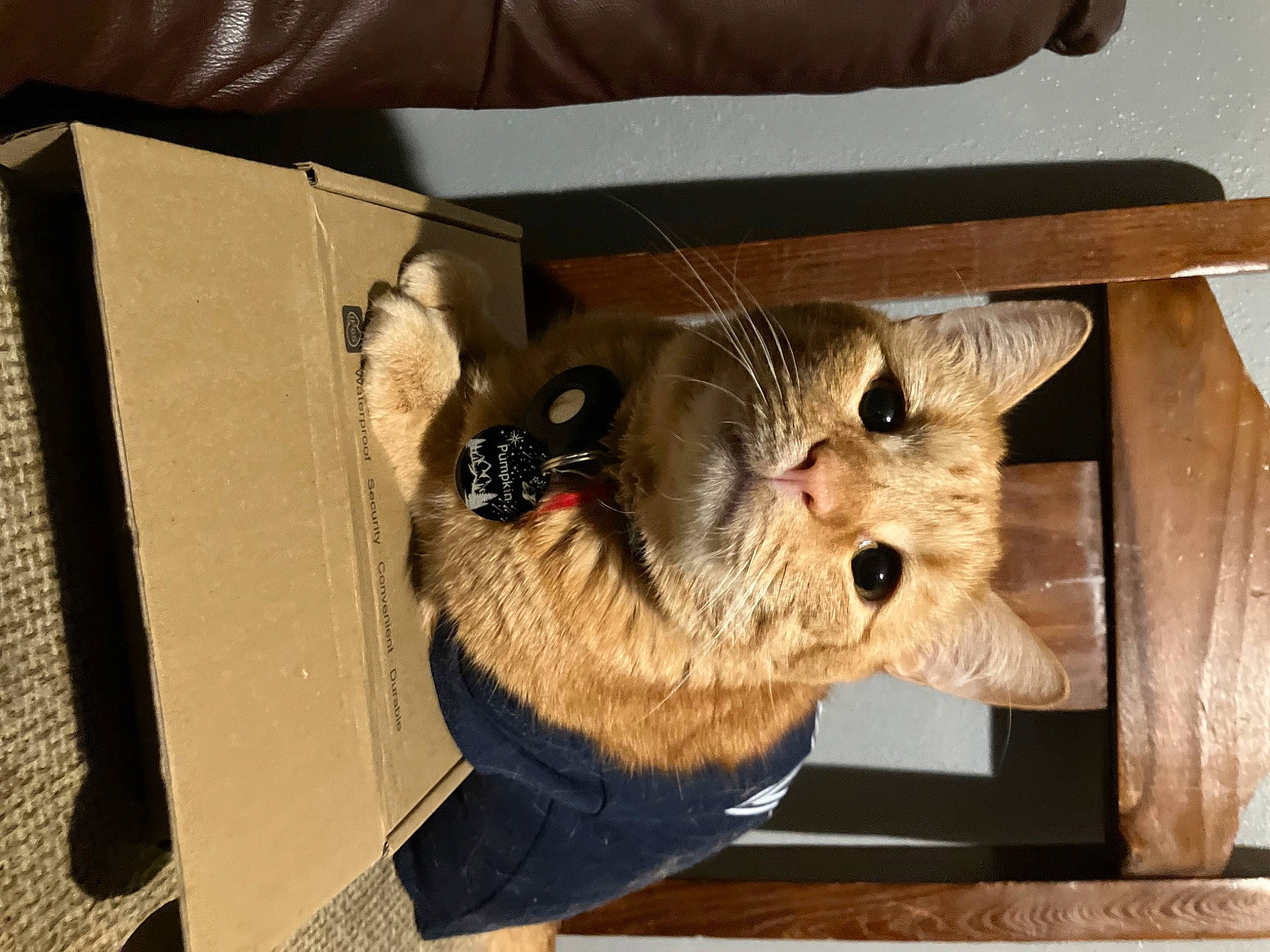 Pumpkin Gonz is registered to the contest to win money with this photo: box, canidae, cardboard, carnivore, carton, cat, claw, domestic_short_haired_cat, fawn, felidae, fur, hardwood, packaging_and_labeling, paw, shipping_box, small_to_medium_sized_cats, snout, tail, whiskers, wood