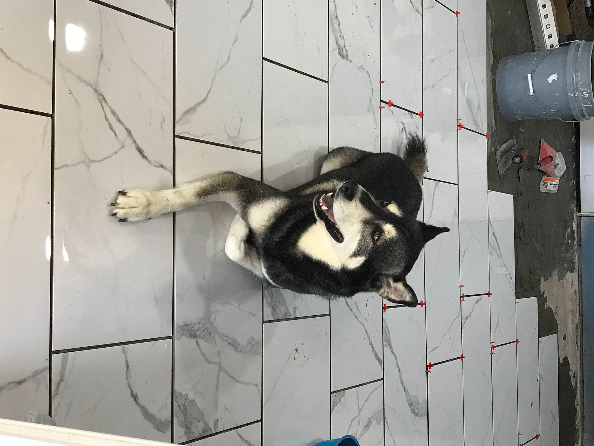 Rocky is registered to the contest to win money with this photo: animal_shelter, art, cage, carnivore, dog, dog_breed, dog_supply, facade, flooring, fur, glass, graffiti, illustration, metal, pet_supply, reflection, shadow, tail, visual_arts, window