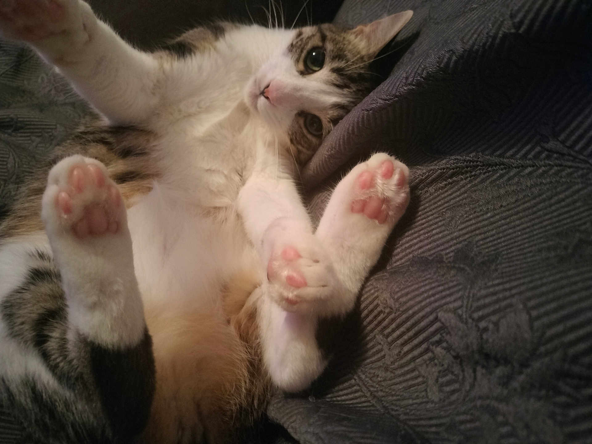 Riquot a rejoint le concours — aidez-le/la à gagner de superbes lots ! cat, paw, pink_paw_pads, feline, fur, pet, cute, closeup, lying_down, cozy, blanket, texture, whiskers, indoor, animal, mammal, relaxed, tabby, white_fur, curious