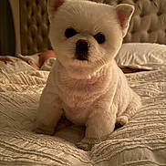 Ruby Ray joined the competition — help win amazing prizes! bed, bedroom, big_eyes, blanket, close_up, cozy, cute, dog, fresh_haircut, front_facing, groomed, indoor, paws, round_face, sitting, small_dog, soft_texture, tufted_headboard, warm_lighting, white_fur