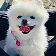 Ruby Ray is registered to the contest to win money with this photo: dog, pomeranian, white_fur, fluffy, tongue_out, smiling, pet, collar, id_tag, portrait, close_up, cute, happy, small_dog, outdoor, sitting, owner_legs, black_pants, sunlight, beach