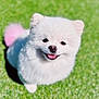 dog, pomeranian, white_fur, fluffy, grass, outdoor, cute, smiling, tongue_out, small_dog, pet, portrait, close_up, happy, playful, furry, green_background, pink_tail, animal, companion