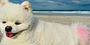 Ruby Ray is registered to the contest to win money with this photo: dog, pomeranian, puppy, fluffy, white_fur, beach, sand, ocean, waves, sky, clouds, tongue_out, happy, pet, animal, lying_down, seaside, tail, pink_tail, cute