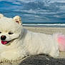 dog, pomeranian, puppy, fluffy, white_fur, beach, sand, ocean, waves, sky, clouds, tongue_out, happy, pet, animal, lying_down, seaside, tail, pink_tail, cute