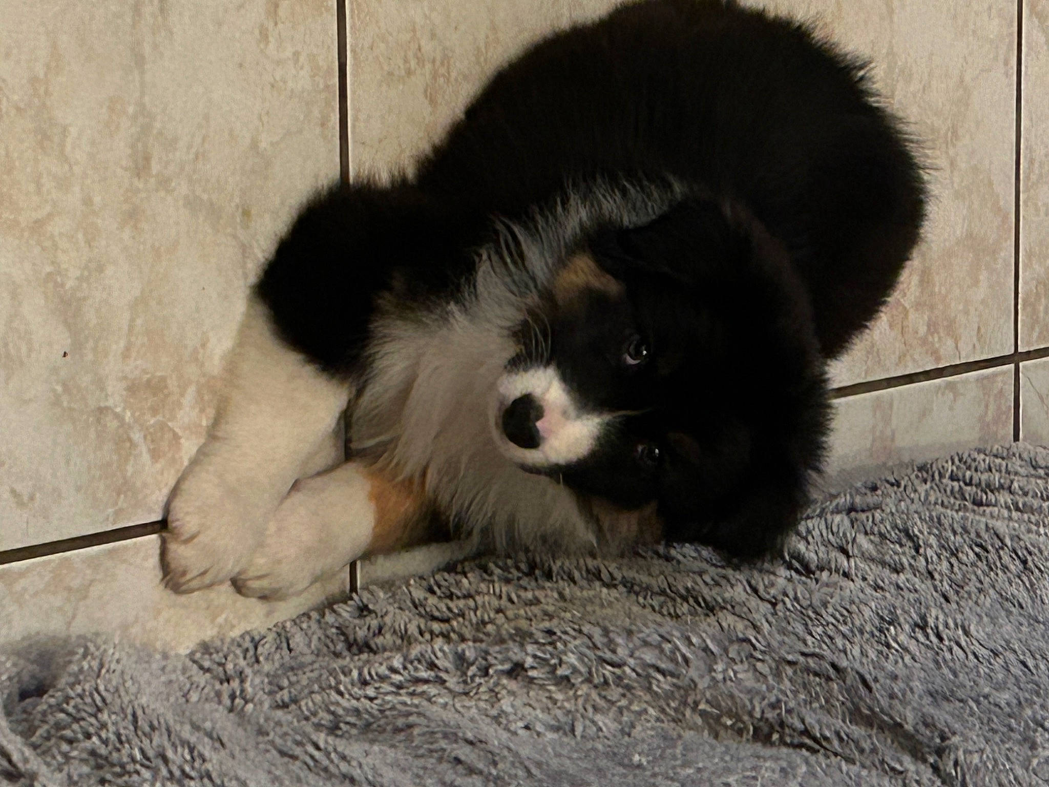 Hello a rejoint le concours — aidez-le/la à gagner de superbes lots ! bored, canidae, carnivore, companion_dog, dog, dog_breed, fur, snout, soil, sporting_group, terrestrial_animal, working_animal, working_dog