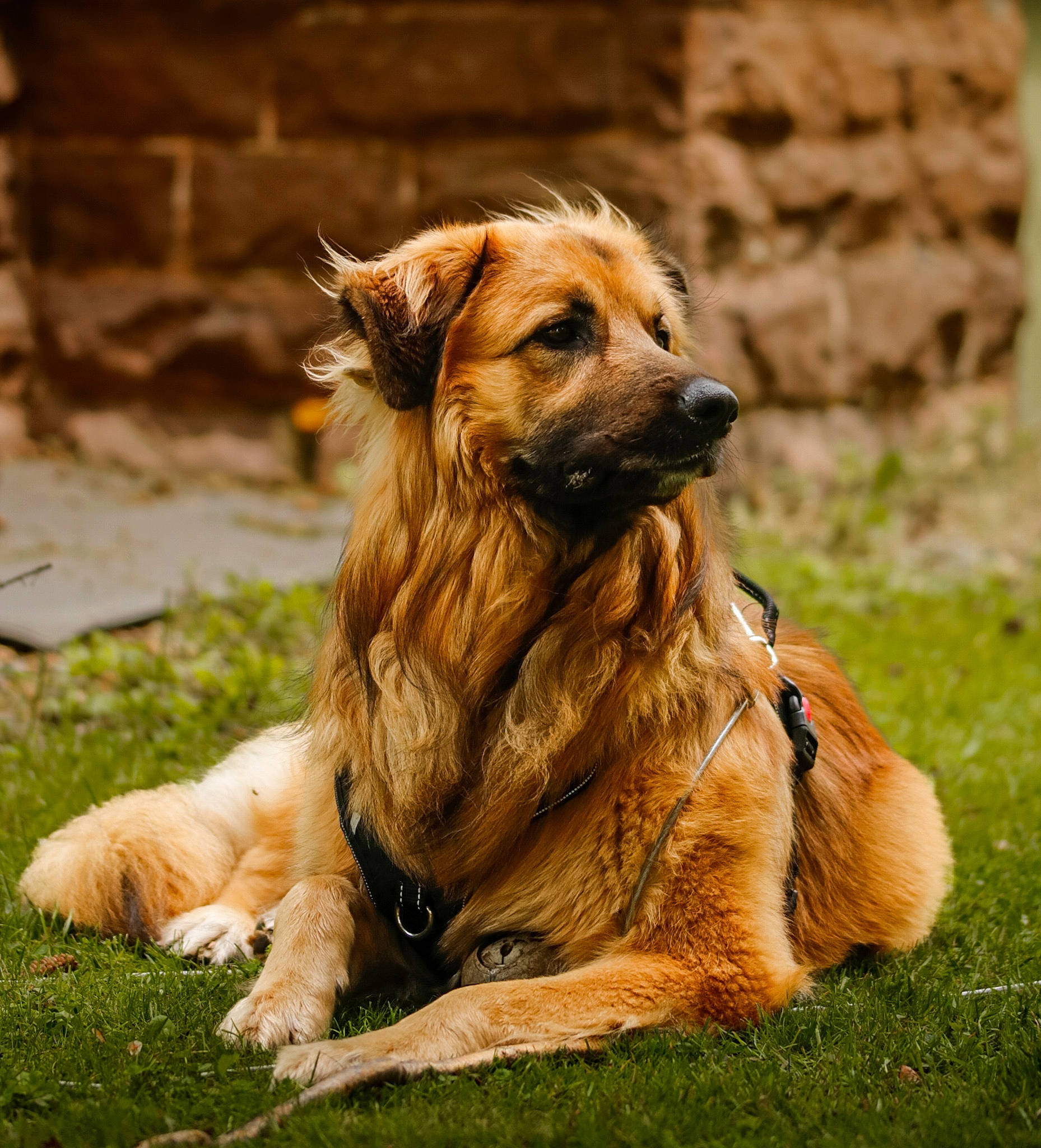 King joined the competition — help win amazing prizes! brick, canidae, carnivore, companion_dog, dog, dog_breed, fawn, fur, grass, liver, snout, sporting_group, terrestrial_animal, trunk, whiskers, wood, working_animal, working_dog