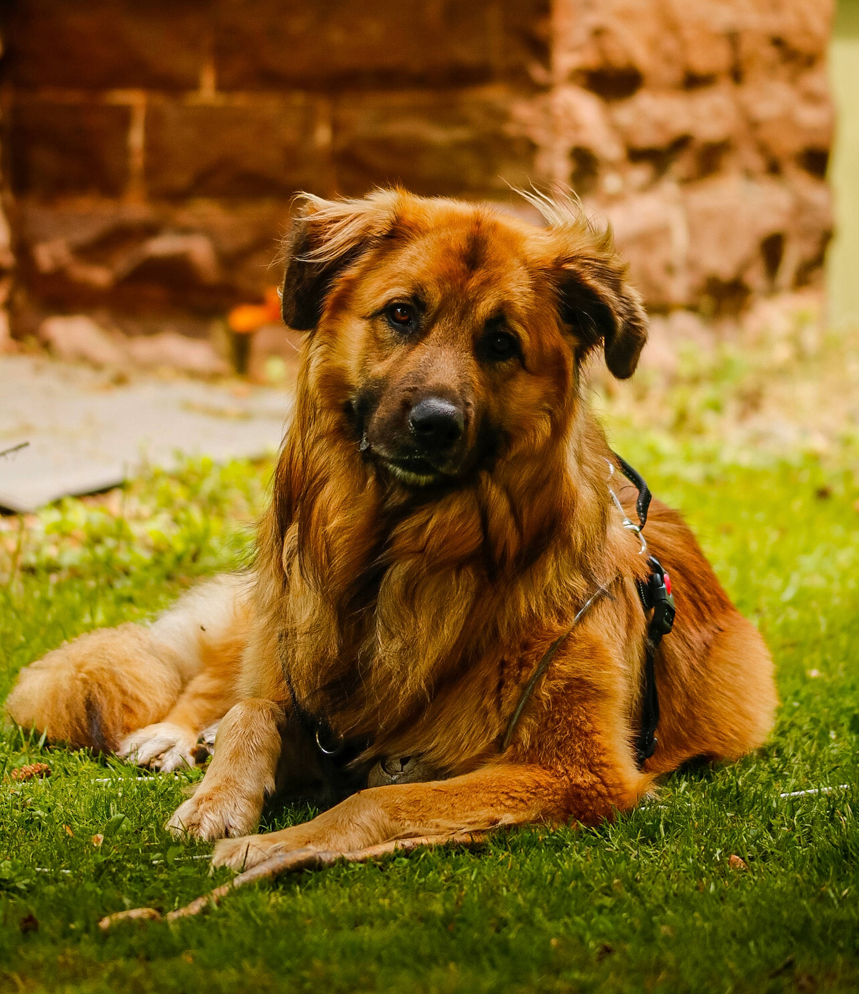 King joined the competition — help win amazing prizes! art, carnivore, companion_dog, dog, dog_breed, dogo_sardesco, fawn, fur, grass, grassland, plant, snout, sporting_group, terrestrial_animal, wildlife