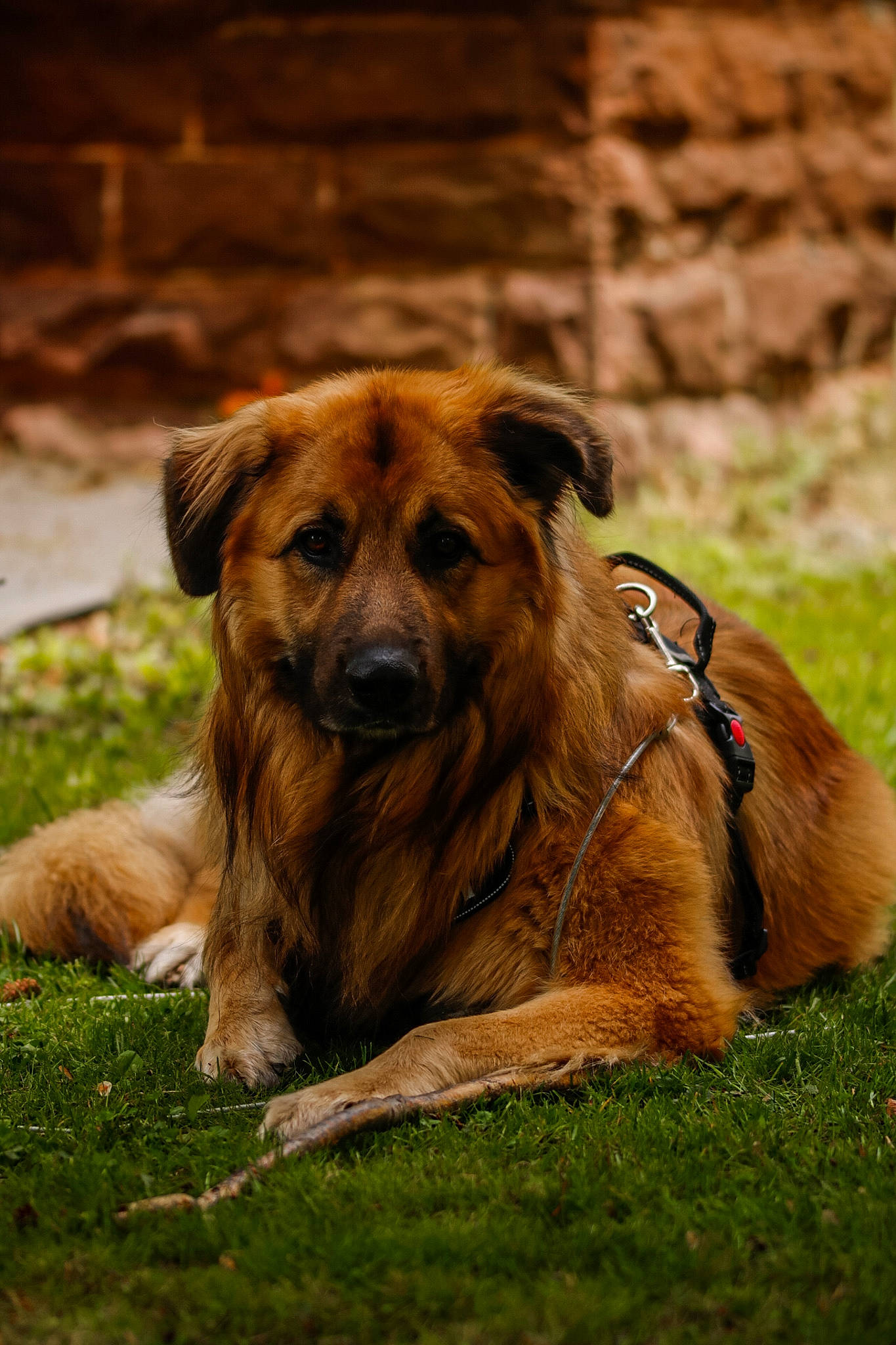 King is registered to the contest to win money with this photo: canidae, carnivore, companion_dog, dog, dog_breed, fawn, fur, grass, grassland, plant, snout, sporting_group, terrestrial_animal, whiskers, wildlife, working_dog