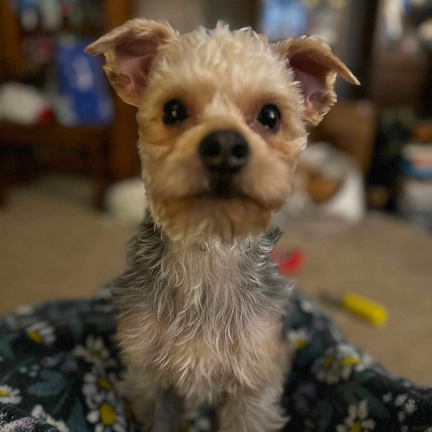 Whiskey joined the competition — help win amazing prizes! animal, attentive, blanket, close_up, companion, cozy, curious, cute, dog, domestic, ears, face, floral_pattern, fluffy_fur, fur, indoor, pet, sitting, small_dog, soft_focus