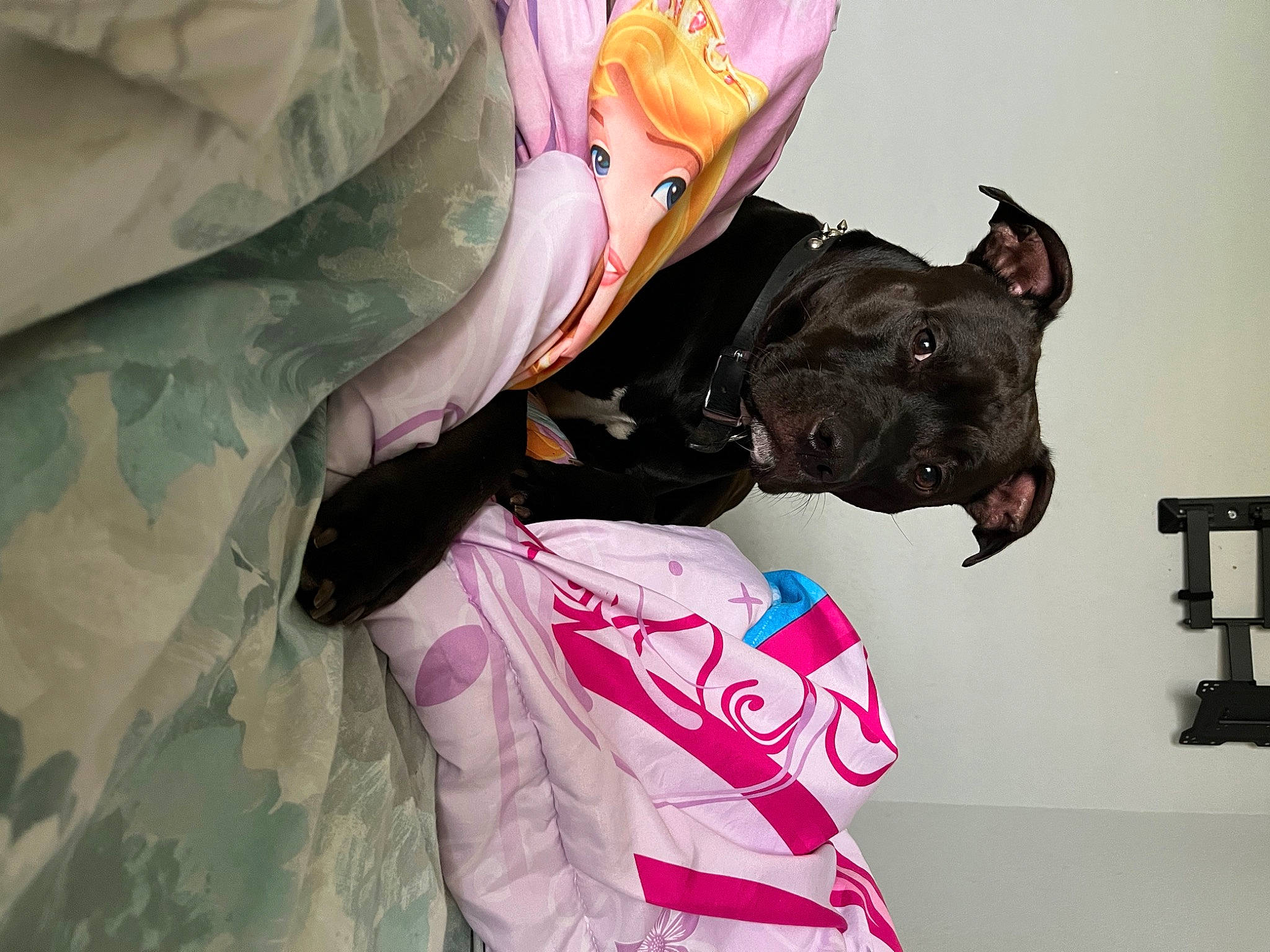 Kobi is registered to the contest to win money with this photo: carmine, carnivore, collar, companion_dog, dog, dog_breed, dog_clothes, dog_collar, dog_supply, fashion_accessory, fawn, gesture, leash, magenta, personal_protective_equipment, pink, sleeve, snout, sporting_group, working_animal