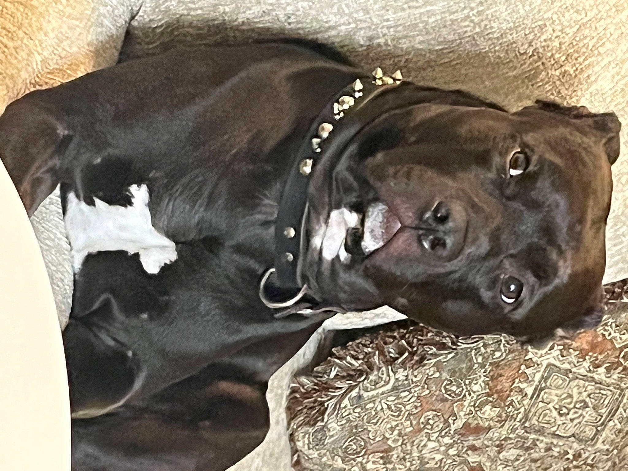 Kobi joined the competition — help win amazing prizes! borador, canidae, carnivore, collar, companion_dog, dog, dog_breed, dog_collar, fawn, fur, grey, guard_dog, jaw, liver, snout, sporting_group, tail, terrestrial_animal, whiskers, working_animal