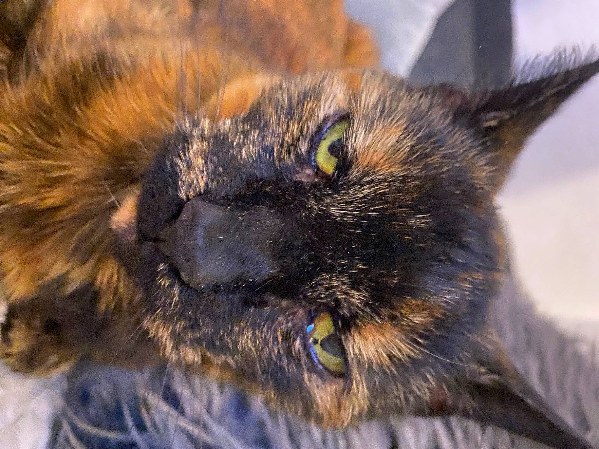 Fudge is registered to the contest to win money with this photo: carnivore, cat, claw, close_up, dog_breed, domestic_short_haired_cat, eye, felidae, fur, hair, small_to_medium_sized_cats, snout, terrestrial_animal, whiskers, wildlife