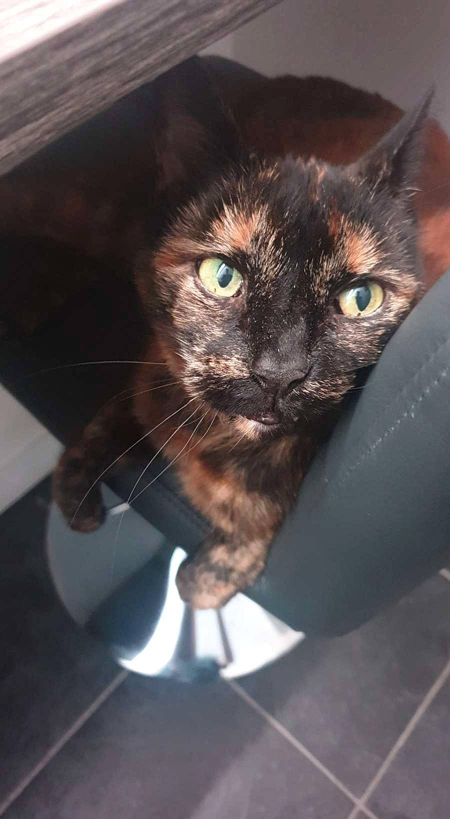 Fudge joined the competition — help win amazing prizes! black_cat, carnivore, cat, claw, comfort, domestic_short_haired_cat, eye, felidae, fur, iris, small_to_medium_sized_cats, snout, whiskers, window